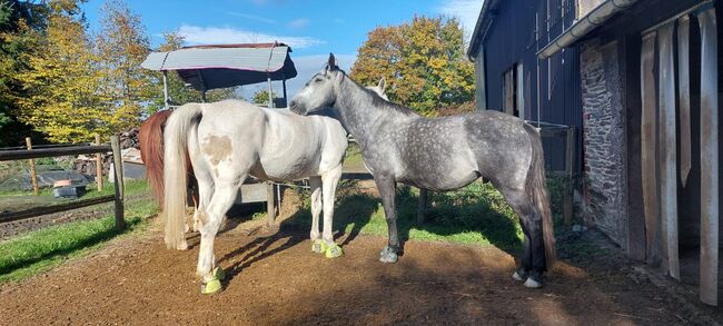 Beistellpferd mit Gelände-Option sucht Herzensmensch, Tanja Maßmann, Horses For Sale, Roes, Image 4