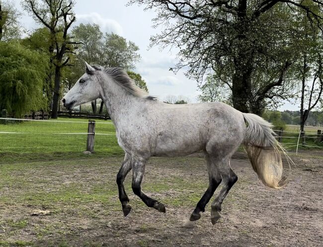 Beistellpferd ggf. Zuchtstute, M.Berg, Horses For Sale, Lippstadt 