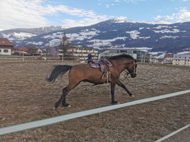 Beistellpferd/Reitpferd für Mutige, Kathrin Mayr , Horses For Sale, Mils