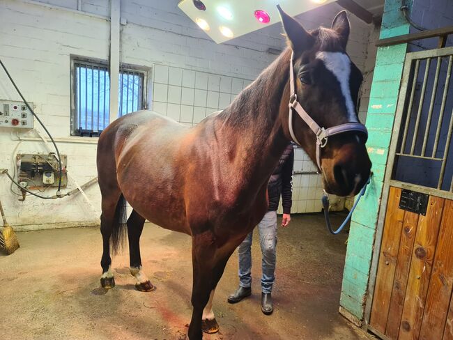 Reitbare Beistellstute, Katharina Lehmann (Pferdevermittlung Leus), Horses For Sale, Hiddenausen, Image 2