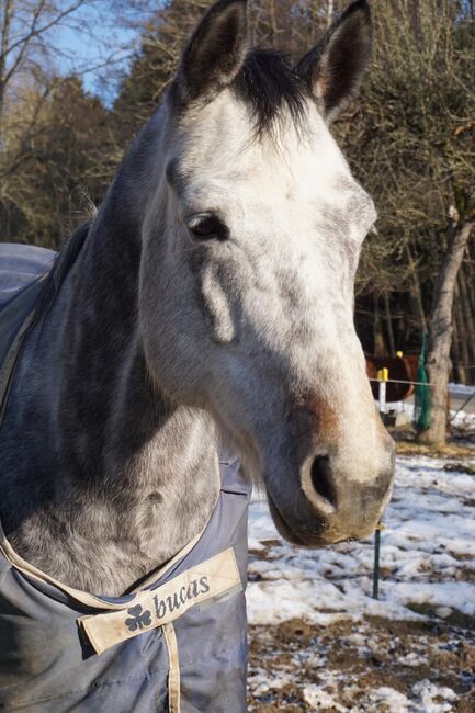 Beisteller, Wallach, 170 cm an Bestplatz abzugeben, Gaby Lais, Horses For Sale, Malsburg-Marzell