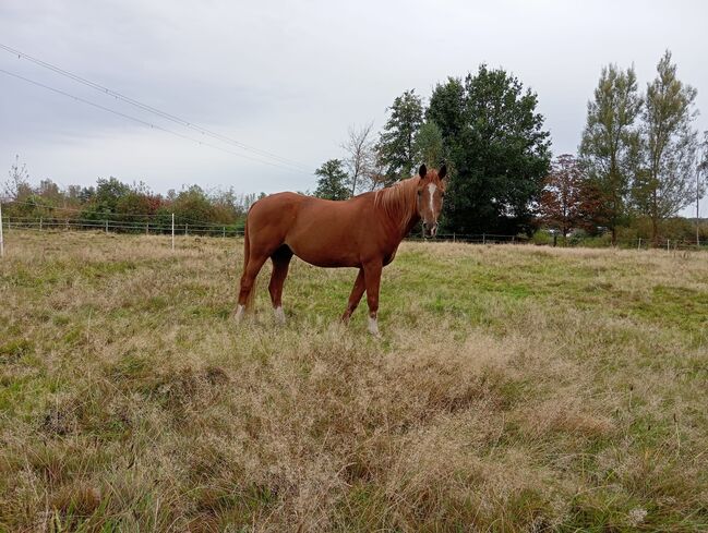 Beisteller / Freizeitpferd Araber Wallach, Scharnagl Michelle, Horses For Sale, Grafenwöhr, Image 5