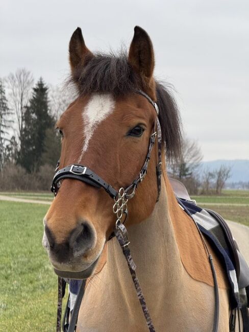 Zilco Blumen Hackamore mit Schenkel, Maya (Swisshorseshop), Trensen, Frauenfeld