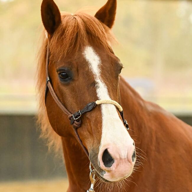 Zilco Lami-Cell Longierhalfter, Maya (Swisshorseshop), Longieren, Frauenfeld