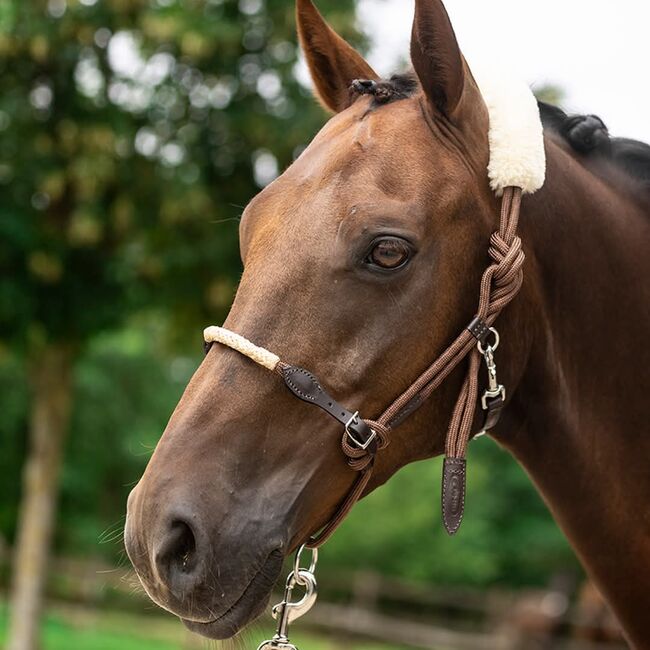Zilco Lami-Cell Longierhalfter, Maya (Swisshorseshop), Lunging, Frauenfeld, Image 3