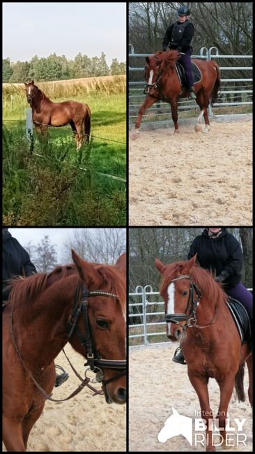 Schicker 11 jähriger gekörter Wallach, Beate F., Horses For Sale, Seesen, Image 5