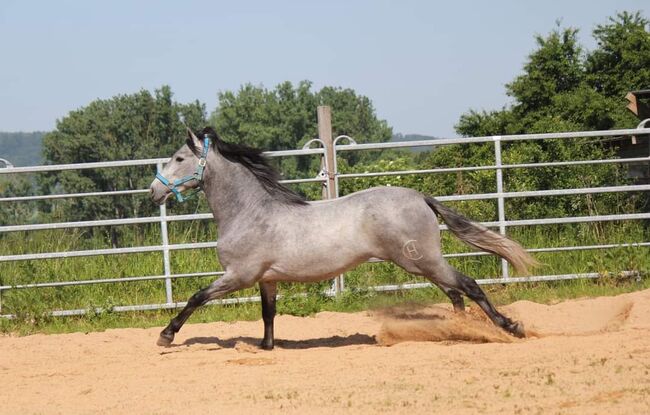 Schicker PRE, Dani, Horses For Sale, KLeinwallstadt, Image 3