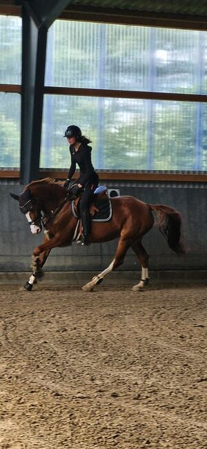 Suche Springsattel 17,5-18 Zoll, Nila Hinrichsen , Jumping Saddle, Süderhackstedt