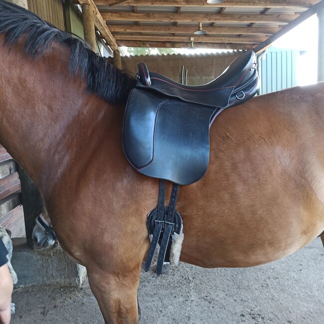 Sommer Evolution, Sommer Evolution, Sylvia Haneklaus, Endurance Saddle, Nordhorn, Image 4