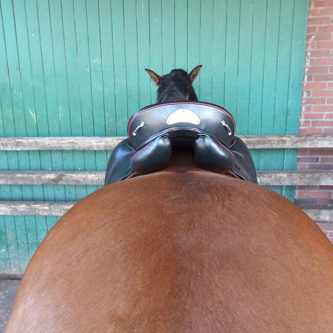 Sommer Evolution, Sommer Evolution, Sylvia Haneklaus, Endurance Saddle, Nordhorn, Image 12