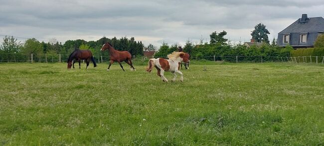 Pflegebeteiligungen gesucht, Tina, Horse Sharing, Döbeln, Image 3