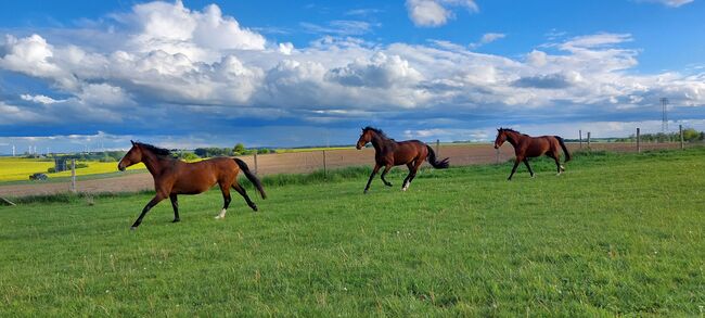 Pflegebeteiligungen gesucht, Tina, Horse Sharing, Döbeln