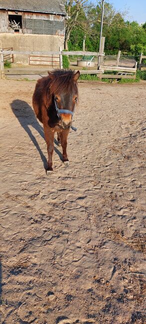 Pflegebeteiligungen gesucht, Tina, Horse Sharing, Döbeln, Image 4