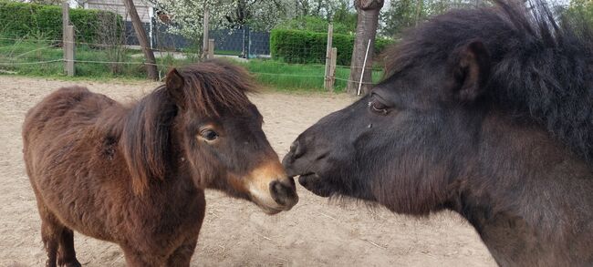 Pflegebeteiligungen gesucht, Tina, Horse Sharing, Döbeln, Image 8