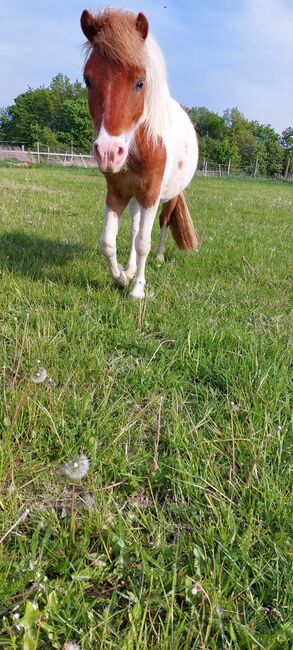 Pflegebeteiligungen gesucht, Tina, Horse Sharing, Döbeln, Image 2