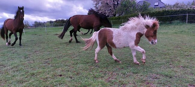 Pflegebeteiligungen gesucht, Tina, Horse Sharing, Döbeln, Image 5