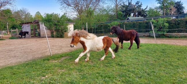 Pflegebeteiligungen gesucht, Tina, Horse Sharing, Döbeln, Image 6