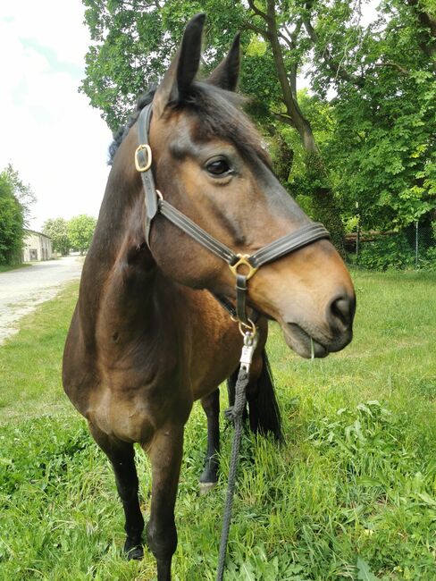 Pflegebeteiligung in Neuenhagen bei Berlin, Nora, Horse Sharing, Berlin , Image 4