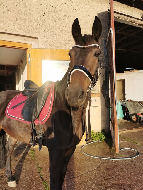 Pflegebeteiligung in Neuenhagen bei Berlin, Nora, Horse Sharing, Berlin , Image 9