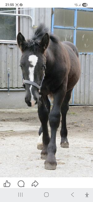 Fohlen mit viel Herz zu Verkaufen, Beate Eichinger , Konie na sprzedaż, Schwarzenberg