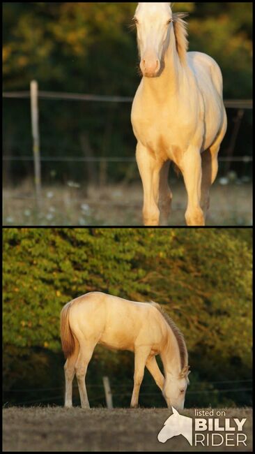 Amber Cream Champagne Quarter Horse Fohlen mit Reining/Allroundabstammung, Kerstin Rehbehn (Pferdemarketing Ost), Konie na sprzedaż, Nienburg, Image 3