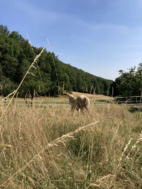 Hengst Fohlen 2023, Magenau , Konie na sprzedaż, Modautal , Image 4