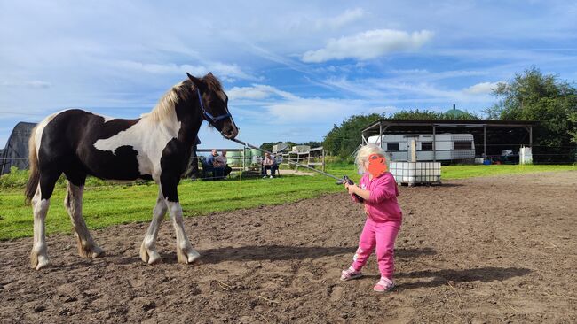 Barock Pinto Hengst Fohlen, Nicole , Konie na sprzedaż, Friesoythe , Image 14