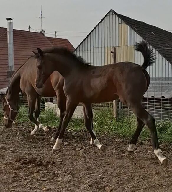 Vollblut Araber Fohlen(6000€ nur bis Ende monat), Anahita , Konie na sprzedaż, Ustersbach, Image 2