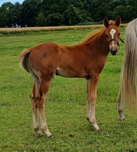 Warmblutfohlen, Silke Federowitz , Konie na sprzedaż, Kluis, Image 8