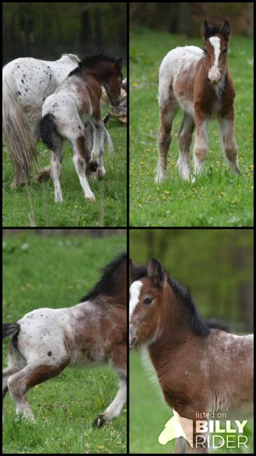 Tinkerfohlen, Emse, Konie na sprzedaż, Budjadingen , Image 7