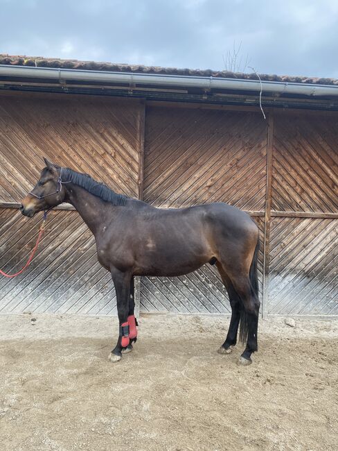 Entspannter Trakehner sucht fördernde Hände, Julia Kögler , Konie na sprzedaż, schlierbach , Image 3