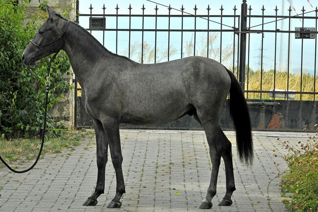 Ausgeglichener Ruhiger Hengst, Elisabeth Kögl, Konie na sprzedaż, Bruck/Leitha, Image 3