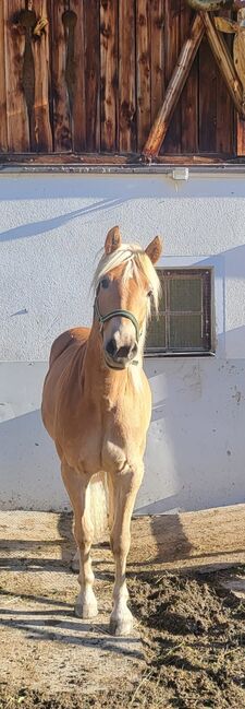 Zuchtpferd, Schauklasse 1a, Stefanie, Pferd kaufen, St. Sigmund im Sellrain