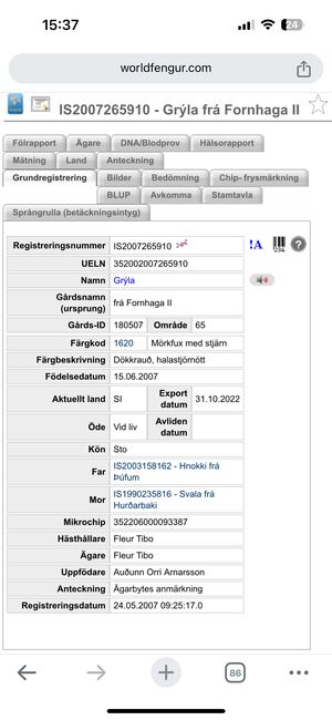 Zuchtstute Islandpferd, Fleur, Pferd kaufen, Heiligenkreuz im Lafnitztal, Abbildung 6