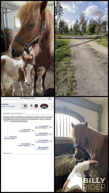 Zuchtstute Islandpferd, Fleur, Pferd kaufen, Heiligenkreuz im Lafnitztal, Abbildung 9