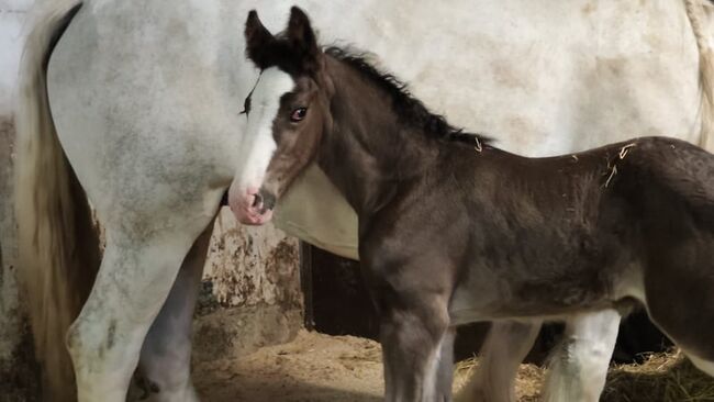 Zuckersüßes Shire Horse Fohlen "Schmoandi", Manuel, Pferd kaufen, Seefeld in Tirol