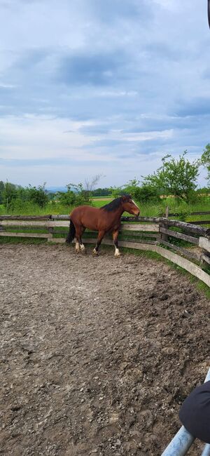 Süddeutsches Kaltblut, Jenny Aigner, Horses For Sale, Aschbach , Image 4