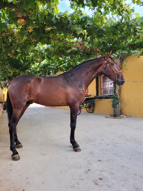 Pura Rasa Española, Joanna, Horses For Sale, El Ejido