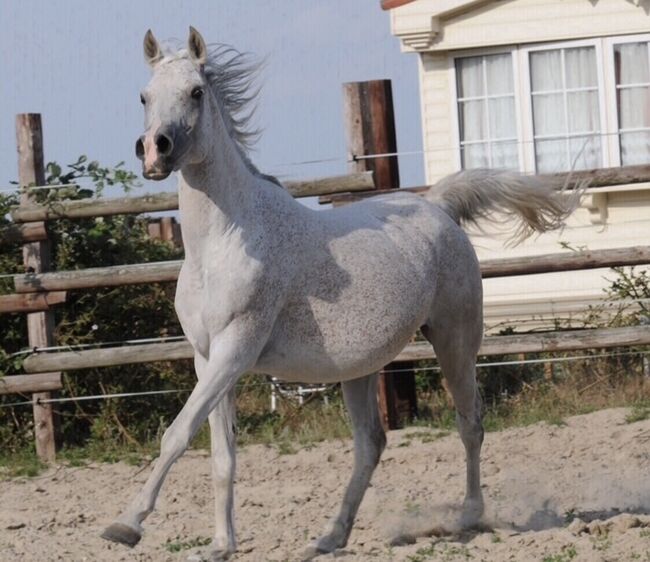 Rein ägyptische Vollblutaraber Zuchtstute, Majidah Arabians, Horses For Sale, Wittingen , Image 2