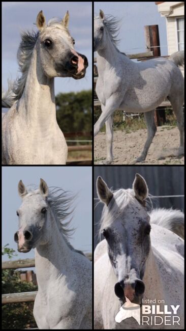 Rein ägyptische Vollblutaraber Zuchtstute, Majidah Arabians, Horses For Sale, Wittingen , Image 5