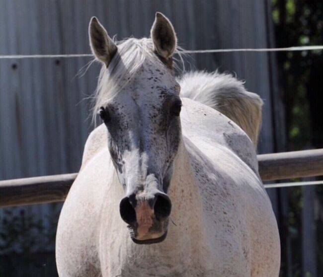 Rein ägyptische Vollblutaraber Zuchtstute, Majidah Arabians, Horses For Sale, Wittingen , Image 3