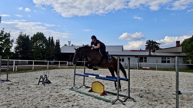 Przyszłościowa klacz do sportu / dla amatora, Kinga, Pferd kaufen, Czestochowa 