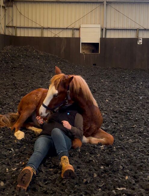 Zukünftiges Therapiepony, Katharina Lehmann (Pferdevermittlung Leus), Pferd kaufen, Leipzig, Abbildung 3