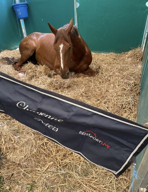 Zuverlässige Stute, welche aus jeder Lage springt, Chayenne Peters, Horses For Sale, Radolfzell , Image 3