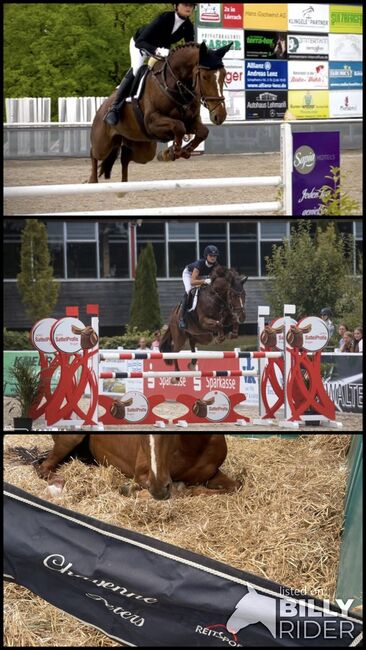 Zuverlässige Stute, welche aus jeder Lage springt, Chayenne Peters, Horses For Sale, Radolfzell , Image 4