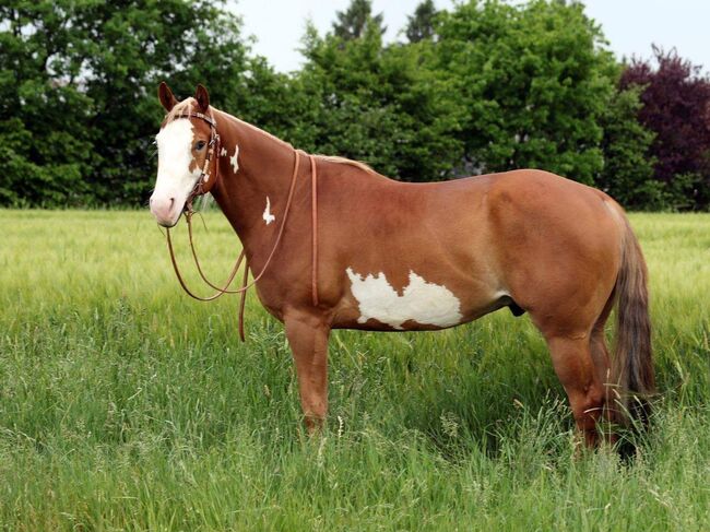 Zuverlässiger Paint Horse Wallach für Show und Freizeit, Kerstin Rehbehn (Pferdemarketing Ost), Pferd kaufen, Nienburg