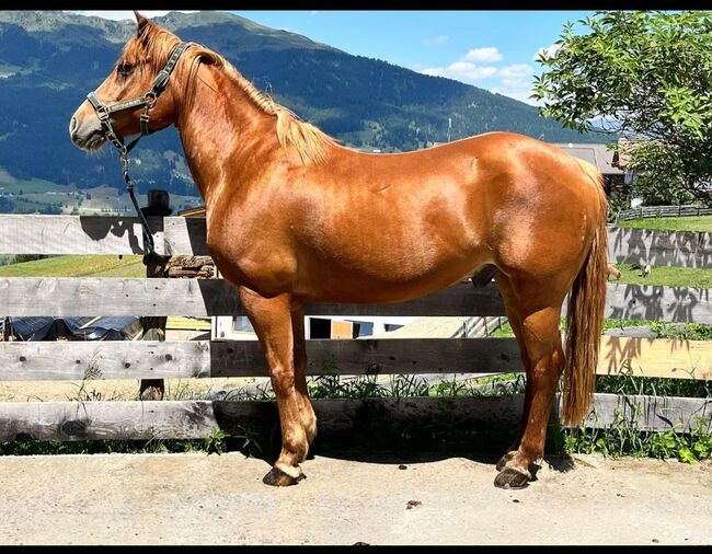 zuverlässiges Geländepferd, Kronwitter Petra , Pferd kaufen, Mainbernheim