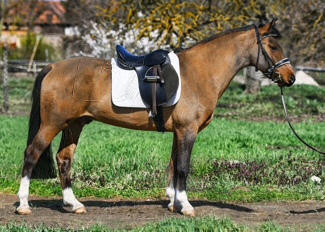 zuverlässiges Reitpony, Reitschule Petra Kronwitter (Reitschule Petra Kronwitter Mainbernheim), Pferd kaufen, Mainbernheim, Abbildung 3