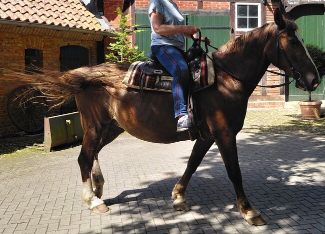 Schwere liebe Warmblutstute, 22j. 170cm, Martina, Horses For Sale, Winsen (Aller)