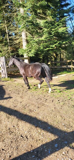 Schwere Warmblut Stute schlesier, Rene , Horses For Sale, Tiefenbach , Image 3